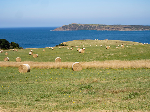 Rolled up hay bales in paddock San Remo next to Port Phillip Bay