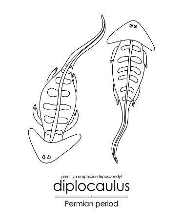 Diplocaulus, a Permian period prehistoric primitive amphibian lepospondyl, black and white line art. Perfect for coloring and educational purposes