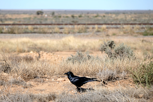 Black crow on the roadside in the desert of South Australia.