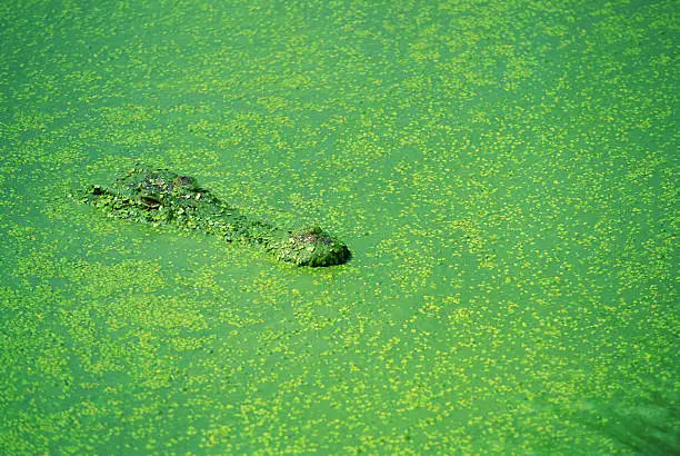 Photo of Australian Crocodile waiting in the mud