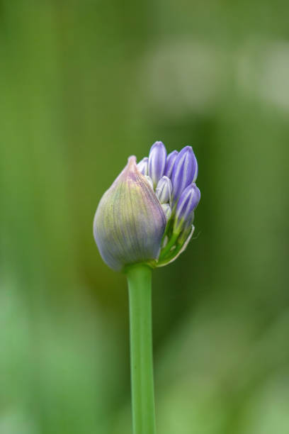 Lily of the Nile buds