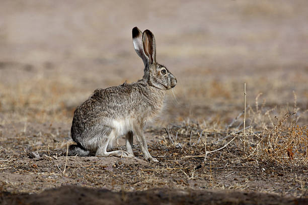 istock Black-tailed jack rabbit, Lepus californicus 176786491