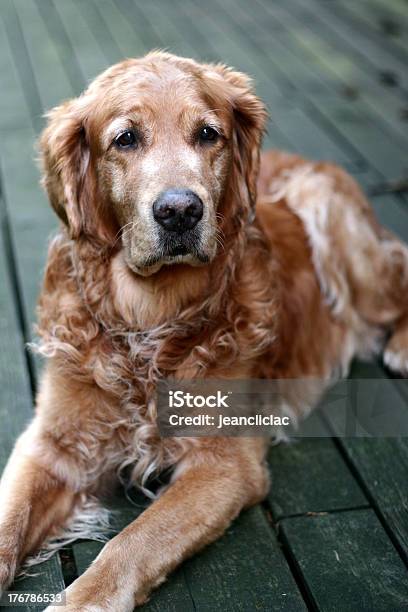Foto de Cachorro Labrador Dourado e mais fotos de stock de Amizade - Amizade, Animal, Animal de estimação