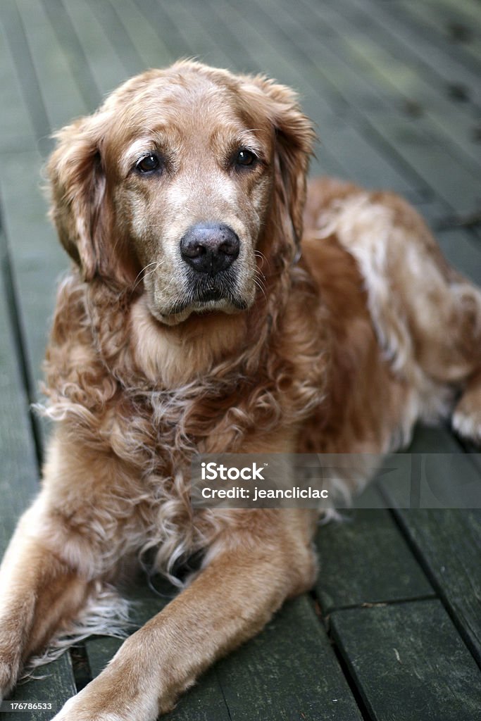 Золотой ретривер собака - Стоковые фото Вертикальный роялти-фри