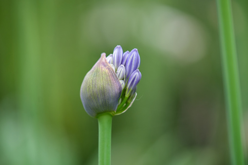 closeup violet prairie bell flower in a prairie