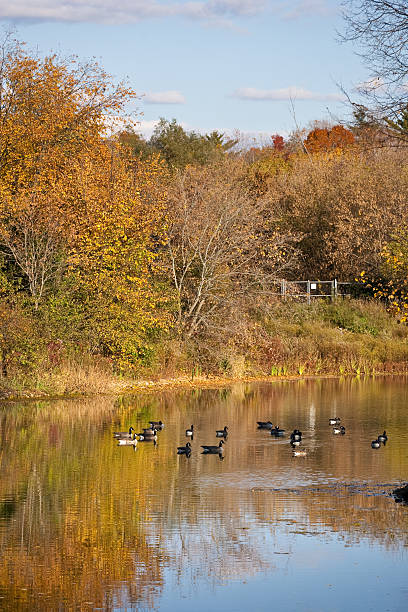 istock Autumn by the pond 176786816