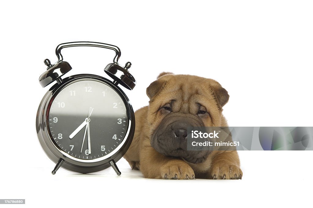 Shar-Pei Puppy isolated with clock on White Background Shar-Pei puppy with clock isolated on a white background Animal Stock Photo