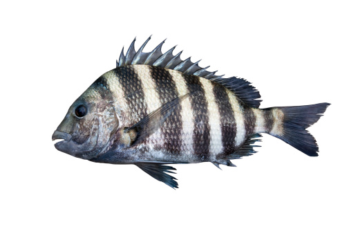 Sheepshead fish from Florida coast isolated on whiteMore fish: