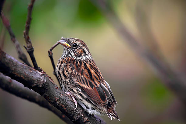istock Sedge Warbler nestling, Acrocephalus schoenobaenus 176787362