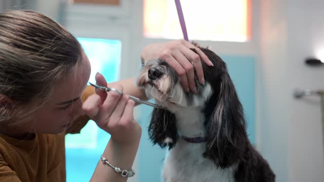 Young Adult Caucasian Female Dog Groomer Giving A Fresh Haircut To A Longhaired Dog