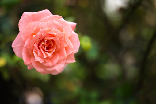 One Pink Rose, Blurred Garden in Background