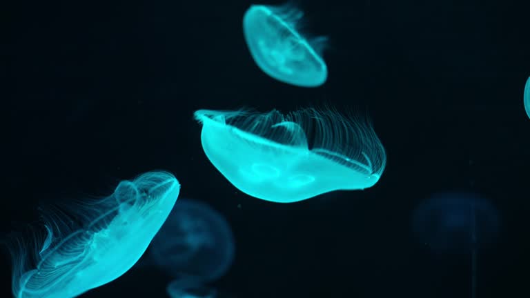 Underwater world of Jellyfish.