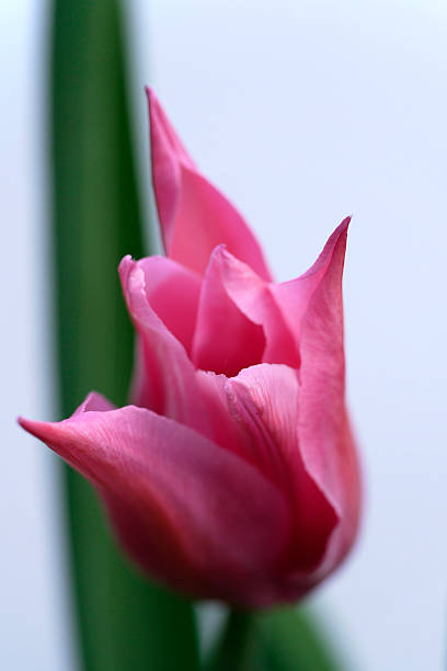 Tulpe in rosa - foto stock