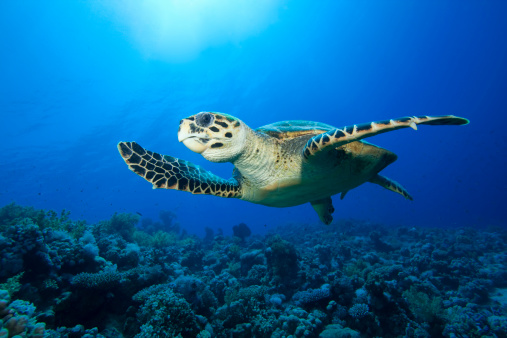 Underwater image of a green sea turtle swimming freely in the wild among beautiful coral reef