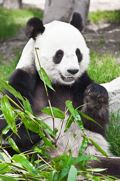 istock Giant panda sitting and eating bamboo leaves 176788311
