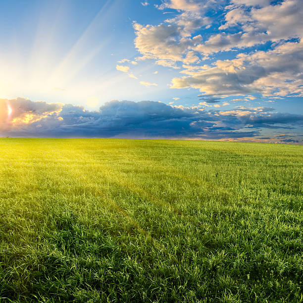 istock Image of sun setting over a grassy field with clouds 176788392