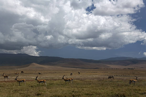 istock africa landscape 035 ngorongoro 176788657
