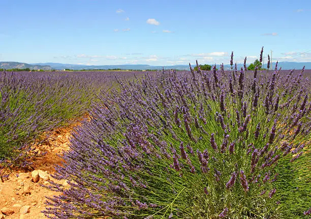 Lavender field in the south of France just before the harvest. One of various Old World aromatic shrubs or subshrubs with usually mauve or blue flowers; widely cultivated