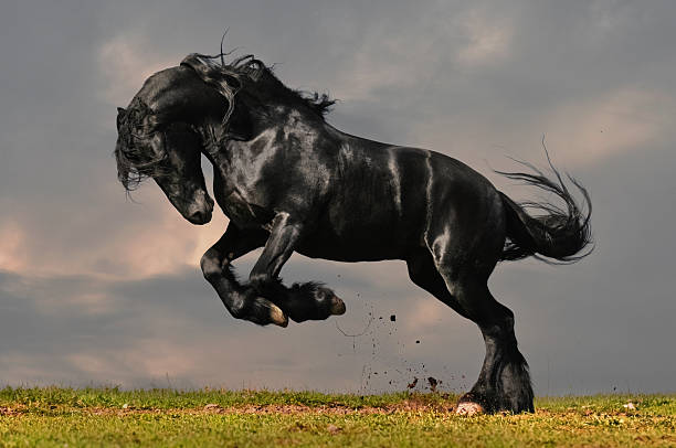 caballo negro en puesta de sol gallop - caballo saltando fotografías e imágenes de stock