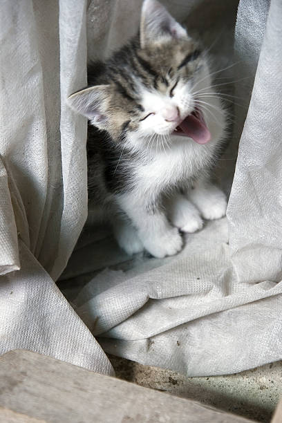 istock Tenderly Baby cat is Yawning 176789073