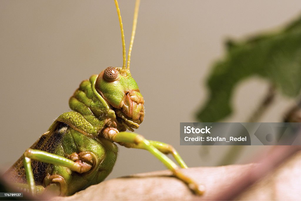 Riesenheuschrecke - Lizenzfrei Blatt - Pflanzenbestandteile Stock-Foto