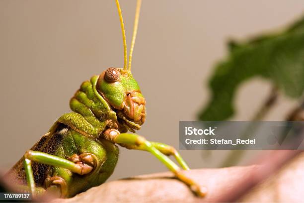 Riesenheuschrecke Stockfoto und mehr Bilder von Blatt - Pflanzenbestandteile - Blatt - Pflanzenbestandteile, Fotografie, Fühler