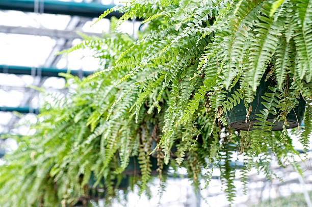 istock Greenhouse, Potted Plant Hanging Baskets 176789207