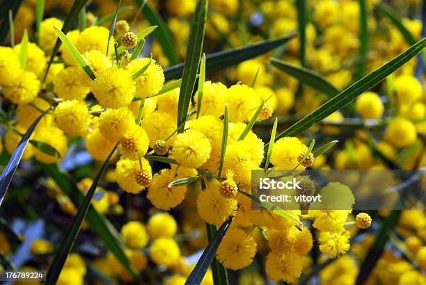 Mimosa Stock Photo - Download Image Now - Acacia Tree, Beauty In Nature, Blossom