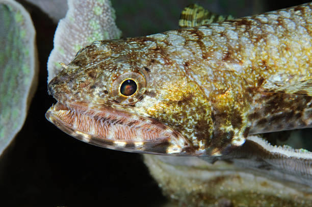 Lizard Fish stock photo