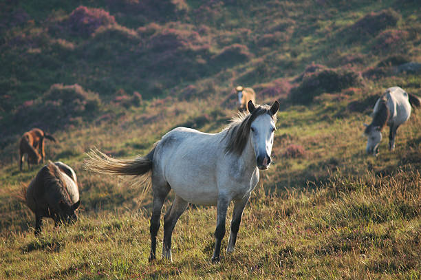 Cavalli selvaggi - foto stock