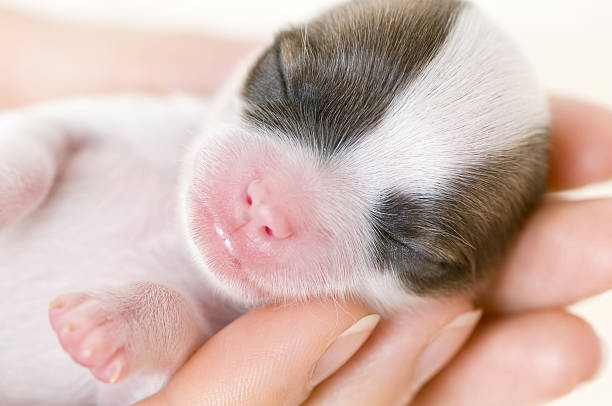 istock newborn puppy on the palms close-up 176789905