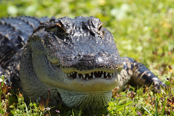 istock Closeup of large American Aligator 176790004