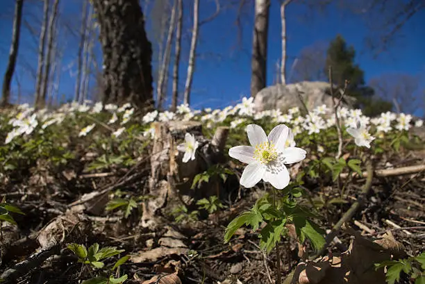 "a wood anemone in focus, a sea of wood anemone's out of focus"