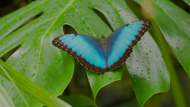 istock a blue morpho butterfly opening its wings 1767903186