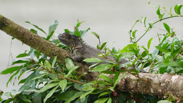 istock black spiny-tailed iguana bobbing its head while resting on a branch 1767903189