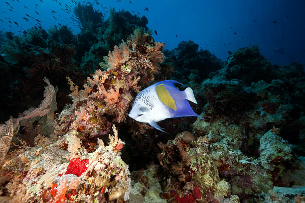 istock yellowbar angelfish and ocean 176791568