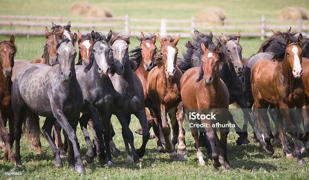 Manada de caballos de jóvenes - Foto de stock de Acedera común libre de derechos