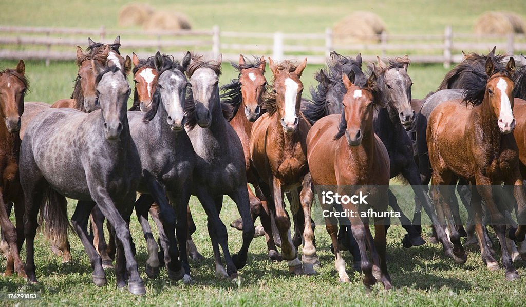 Mandria di cavalli giovani - Foto stock royalty-free di Acetosa