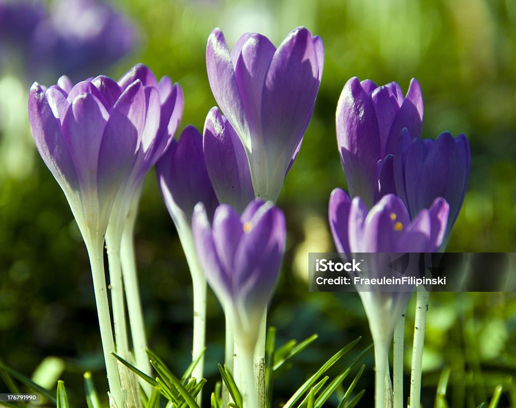 crocus Flowers in spring Crocus Stock Photo