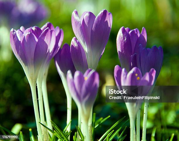 Crocus Stock Photo - Download Image Now - Crocus, Flower, Flower Head