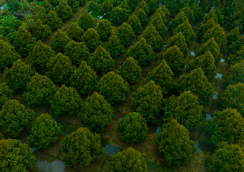 Aerial photo of durian garden, durian tree garden about 5 years old, Hau Giang province, Mekong Delta.