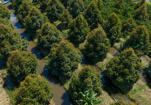 Aerial photo of durian garden, durian tree garden about 5 years old, Hau Giang province, Mekong Delta.