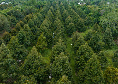 Aerial photo of tropical durian garden in Hau Giang province, durian trees are planted in rows.