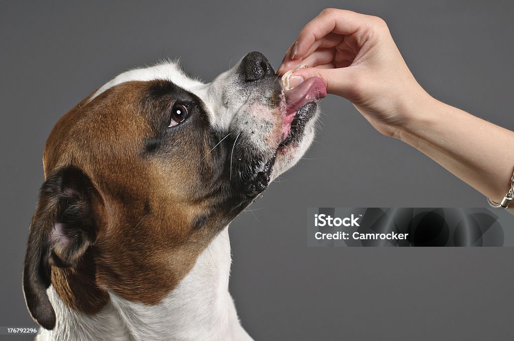 Rewarding a dog for good behavior Human hand rewarding a dog with a special treat for good behavior. Dog Stock Photo
