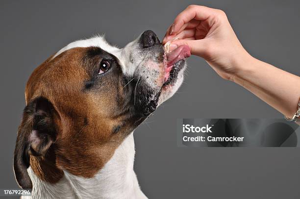 Rewarding A Dog For Good Behavior Stock Photo - Download Image Now - Dog, Sticking Out Tongue, Snack
