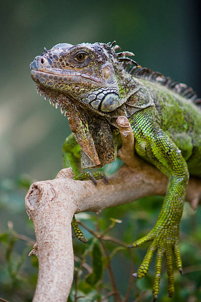 istock Portrait of an iguana 176792348