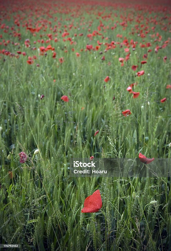 Rosso e verde campo di papaveri In primavera - Foto stock royalty-free di Ambientazione esterna