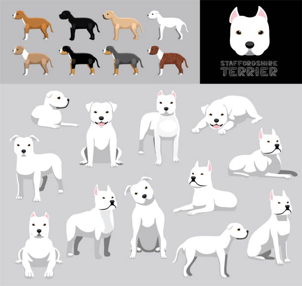 Dog Staffordshire Terrier White Coat Cartoon Vector Illustration Color Variation Set Animal Cartoon EPS10 File Format american staffordshire terrier stock illustrations