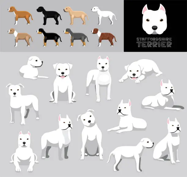 Vector illustration of Dog Staffordshire Terrier White Coat Cartoon Vector Illustration Color Variation Set