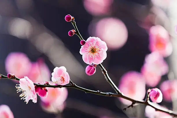 pink plum blossoms with buds